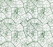 Detail of green leaf vector illustration Detail of green leaf vector illustration