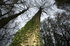 Detail of green leaves on a tree trunk from a bottom up perspective royalty free stock photos Detail of green leaves on a tree trunk from a bottom up perspective royalty free stock photos