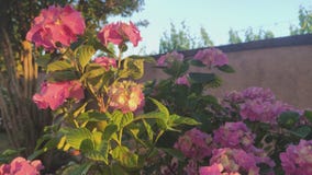 Hydrangea flowers at sunset  