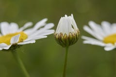 Leucanthemum vulgare flower close up Royalty Free Stock Photography Leucanthemum vulgare flower close up Royalty Free Stock Photography