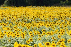Detail Of A Field With Many Sunflowers In Sunlight With Shallow Royalty Free Stock Photos