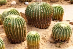 Detail Of Cactus Growing Stock Photos
