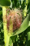 Detail Of Corn Stock Image