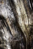 Detail Of Old Stale Rotten Wood Stock Photos