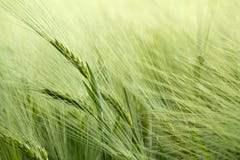 Detail Of Organic Green Grains Stock Image Detail Of Organic Green Grains Stock Image