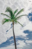Detail of a Palm tree alone in Miami Beach Stock Photos Detail of a Palm tree alone in Miami Beach Stock Photos