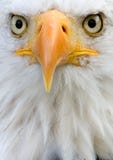 Detailed closeup portrait of an african fish eagle stock image Detailed closeup portrait of an african fish eagle stock image