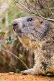 Detailed outdoor portrait of alpine groundhog Marmota monax stock images Detailed outdoor portrait of alpine groundhog Marmota monax stock images