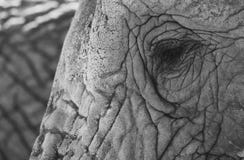 Detailed photo of the eye of an African elephant, photographed at Knysna Elephant Park, South Africa stock photo Detailed photo of the eye of an African elephant, photographed at Knysna Elephant Park, South Africa stock photo