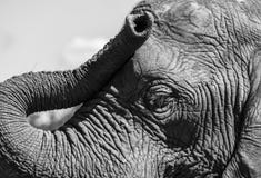 Detailed photo of the face and trunk of an African elephant, photographed at Knysna Elephant Park, South Africa stock image Detailed photo of the face and trunk of an African elephant, photographed at Knysna Elephant Park, South Africa stock image