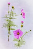 Detailed View Of Pink Cosmos Flowers . Royalty Free Stock Images