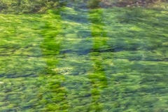 Detailed view of texture of green seaweed under river water stock images Detailed view of texture of green seaweed under river water stock images