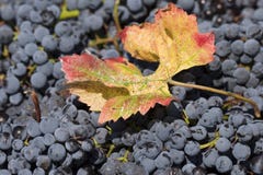 Details Of Grapes Collected Royalty Free Stock Photo Details Of Grapes Collected Royalty Free Stock Photo