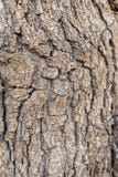 Details of a tree stem stock image Details of a tree stem stock image