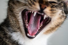 Detalhes de língua de um gato fotos de stock Detalhes de língua de um gato fotos de stock