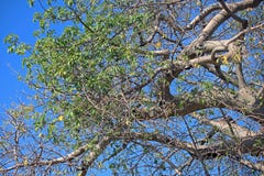 DETALJ AV GRÄSPLANSIDOR PÅ ETT BAOBABTRÄD arkivfoto DETALJ AV GRÄSPLANSIDOR PÅ ETT BAOBABTRÄD arkivfoto