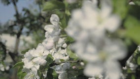 Detalj av nedgångkronblad på vårtema Apple blomningblomma Detalj av nedgångkronblad på vårtema Apple blomningblomma