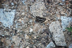 Detaljerad bild av den svartvita fjärilen på stenarna arkivbilder Detaljerad bild av den svartvita fjärilen på stenarna arkivbilder