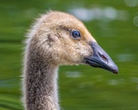 Detaljerad stående för Closeup av simning för Kanada gåsgässling naturmitt i för sjön - trä sjö royaltyfri bild Detaljerad stående för Closeup av simning för Kanada gåsgässling naturmitt i för sjön - trä sjö royaltyfri bild