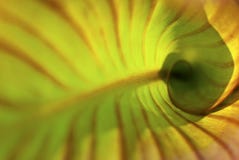 detaljleaf royaltyfria bilder detaljleaf royaltyfria bilder