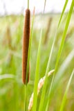 Dettaglio del cattail di Reed fotografia stock libera da diritti Dettaglio del cattail di Reed fotografia stock libera da diritti