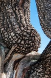 Dettaglio verticale dell'albero del ginepro dell'alligatore che somiglia al torso di una donna fotografia stock Dettaglio verticale dell'albero del ginepro dell'alligatore che somiglia al torso di una donna fotografia stock