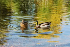 Deux canards de colvert photo libre de droits Deux canards de colvert photo libre de droits
