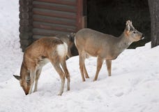 Deux cerfs communs d'OEUFS DE POISSON sibériens sur la neige photo stock Deux cerfs communs d'OEUFS DE POISSON sibériens sur la neige photo stock