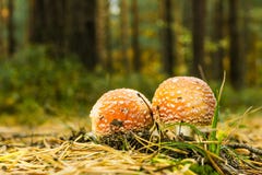 Deux champignons repérés petit par rouge se développent sur la voie couverte par des aiguilles Photographie stock Deux champignons repérés petit par rouge se développent sur la voie couverte par des aiguilles Photographie stock