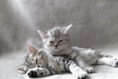 Deux chatons drôles photo stock Deux chatons drôles photo stock