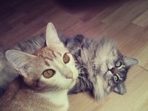 Deux chats Deux chats