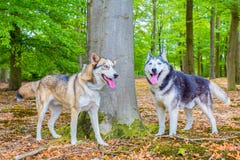 Deux chiens de traîneau se tiennent ensemble dans la forêt photo libre de droits Deux chiens de traîneau se tiennent ensemble dans la forêt photo libre de droits