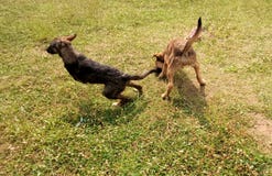 deux chiens jouant dans le domaine image stock deux chiens jouant dans le domaine image stock