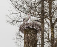 Deux cigognes dans un nid sur un arbre sculpture photographie stock Deux cigognes dans un nid sur un arbre sculpture photographie stock