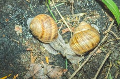 Deux escargots de jardin communs avec des coquilles ou maisons combattant au sol, fin de foyer sélectif, vue d'en haut images stock Deux escargots de jardin communs avec des coquilles ou maisons combattant au sol, fin de foyer sélectif, vue d'en haut images stock