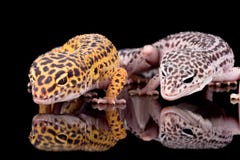Deux geckos de léopard photographie stock libre de droits Deux geckos de léopard photographie stock libre de droits
