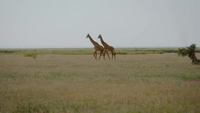 Couples Des Girafes Dans La Savane Chez Lafrique Clips