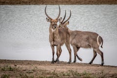 Deux grand mâle Waterbucks se tenant prêt l'eau image stock Deux grand mâle Waterbucks se tenant prêt l'eau image stock
