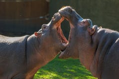 Deux hippopotames avec les bouches ouvertes dont la bouche est plus grande Petit combat d'hippopotames Les soins des animaux Anim image libre de droits Deux hippopotames avec les bouches ouvertes dont la bouche est plus grande Petit combat d'hippopotames Les soins des animaux Anim image libre de droits
