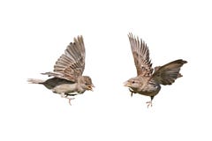Deux moineaux d'oiseaux avec les ailes tendues photo libre de droits Deux moineaux d'oiseaux avec les ailes tendues photo libre de droits