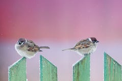 Deux moineaux drôles mignons d'oiseaux se reposent dans le jardin d'hiver sur un bois photos stock Deux moineaux drôles mignons d'oiseaux se reposent dans le jardin d'hiver sur un bois photos stock
