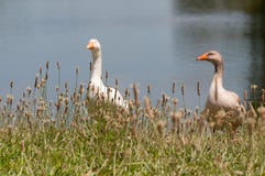 Deux oiseaux domestiques d'oies, volailles près d'un étang images stock Deux oiseaux domestiques d'oies, volailles près d'un étang images stock