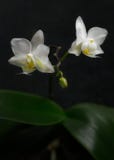 Deux orchidées blanches avec le fond noir images libres de droits Deux orchidées blanches avec le fond noir images libres de droits