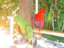 Deux perroquets en parc par le conducteur sur une île tropicale images libres de droits Deux perroquets en parc par le conducteur sur une île tropicale images libres de droits
