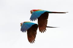 Deux perroquets rouges en vol Vol d'ara, fond blanc, ara d'oiseaux, rouge et vert d'isolement dans la forêt tropicale, Brésil photo stock Deux perroquets rouges en vol Vol d'ara, fond blanc, ara d'oiseaux, rouge et vert d'isolement dans la forêt tropicale, Brésil photo stock