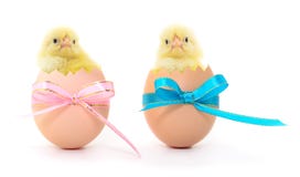 Deux petits poussins se reposant à l'intérieur de l'oeuf avec coquille images libres de droits Deux petits poussins se reposant à l'intérieur de l'oeuf avec coquille images libres de droits