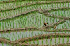 Deux poulets se tenant sur la terre photos libres de droits Deux poulets se tenant sur la terre photos libres de droits