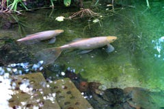 Deux pâles - natation rose de poisson rouge dans un étang de jardin photo stock Deux pâles - natation rose de poisson rouge dans un étang de jardin photo stock