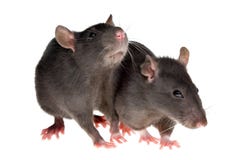 Deux rats Deux rats