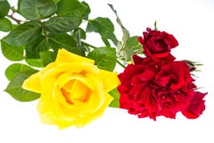 Deux roses rouges et jaunes sur le fond clair photos libres de droits Deux roses rouges et jaunes sur le fond clair photos libres de droits